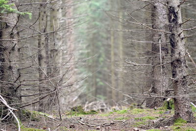 Bare trees in forest