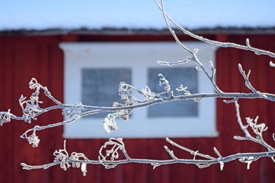 Close-up of frozen water