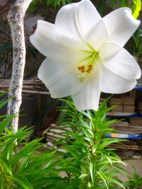 Close-up of white flowers