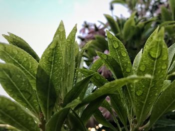 Close-up of water drops on plant