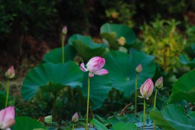 Close-up of pink flowering plant