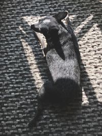 Close-up of dog sitting on brick wall