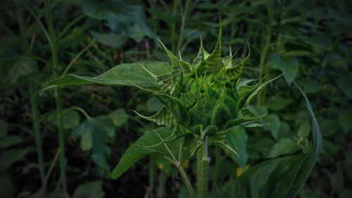 Close-up of fresh green plant