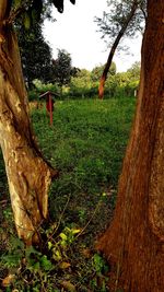 Trees growing in field