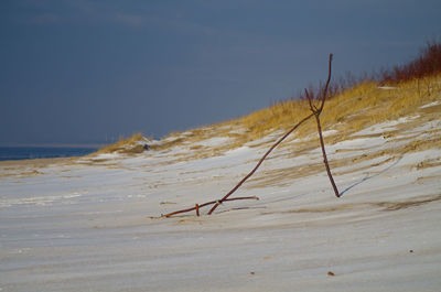 Close-up of lizard against sky