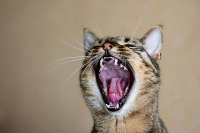 Close-up of a cat yawning