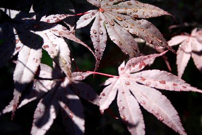 Close-up of maple leaves on tree during autumn