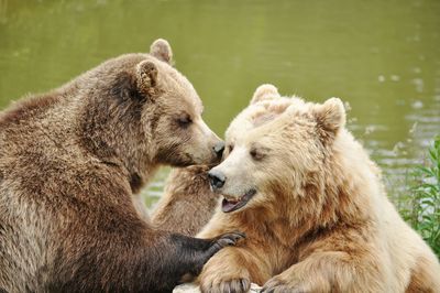Close-up of grizzly bears against lake