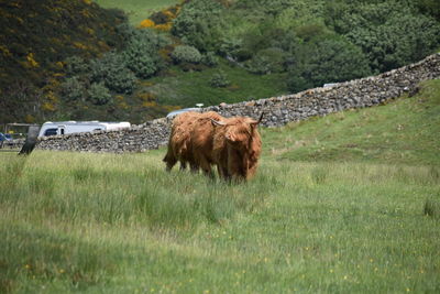 Cattle, bull, scottish highland