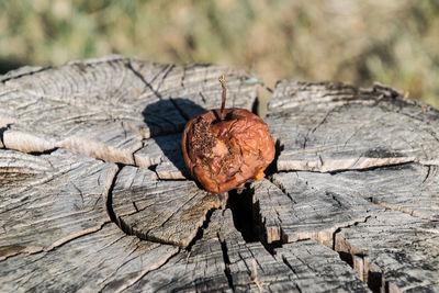 Close-up of leaf on tree stump