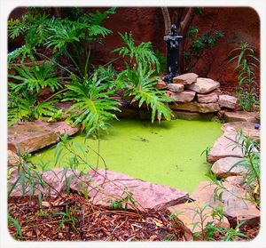 Plant growing in a garden