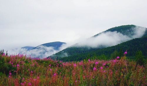 Landscape with mountain range in background