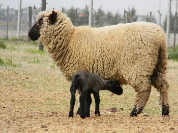 Sheep standing in a field