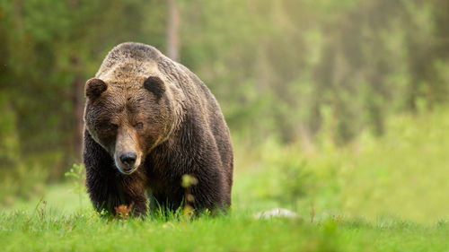 View of an animal on land