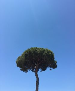 Low angle view of tree against clear blue sky