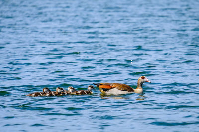 Ducks swimming in lake