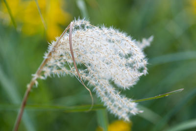 Close-up of white dandelion flower