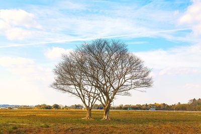 Tree on field against sky