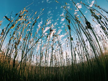 Low angle view of plants against sky