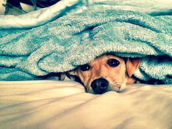 Portrait of cute puppy hiding under blanket on bed