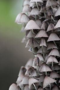 Close-up of leaves