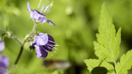 Close-up of insect on purple flower