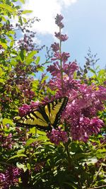 Close-up of pink flowers
