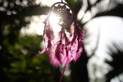 Close-up of pink flower