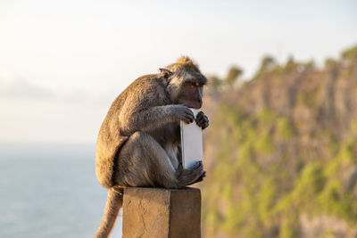 Monkey sitting looking away against sky