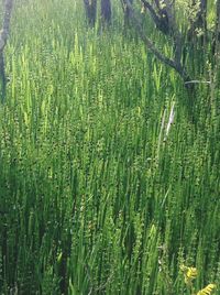 Scenic view of corn field