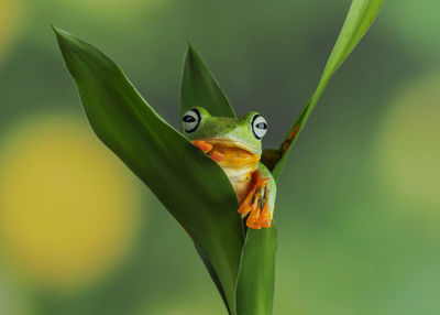 Close-up of frog on plant