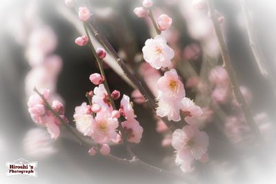 Close-up of pink flowers on tree