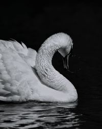 Close-up of swan swimming in lake