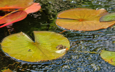 High angle view of leaf floating on water