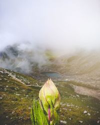 Close-up of plants on land against sky