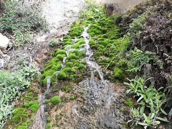 Plants growing by river in forest