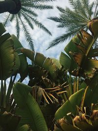 Low angle view of palm tree against sky