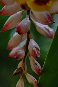 Close-up of flowering plant