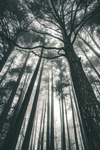 Low angle view of trees in forest against sky