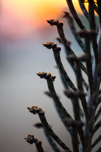 Close-up of plant growing on tree against sky during sunset