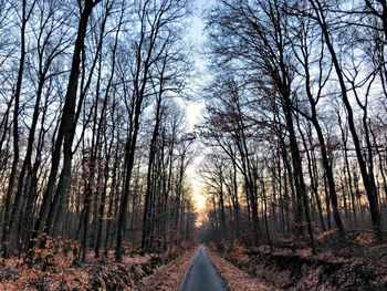 Road amidst trees in forest against sky