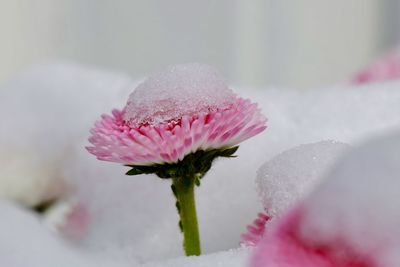 Close-up of white flower