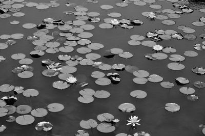 High angle view of water lilies on lake