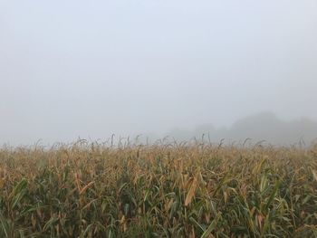 Crops growing on field against clear sky