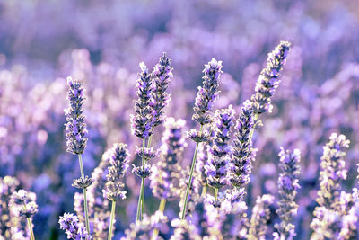 Close-up of purple flowering plants on field