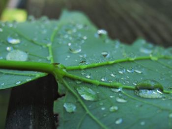 Close-up of water drops on leaf