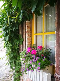 Close-up of flower plants against house window