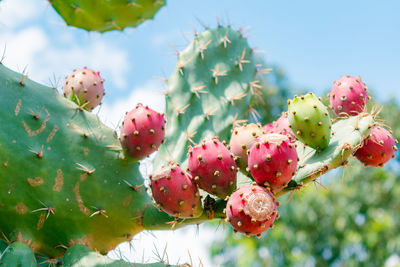 Close-up of berries growing on plant