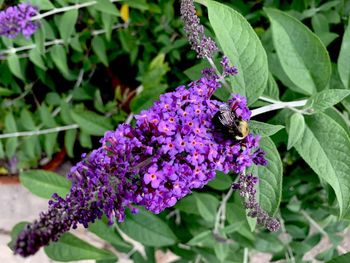 Close-up of insect on purple flower