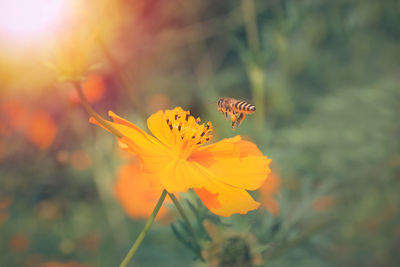 Close-up of bee flying